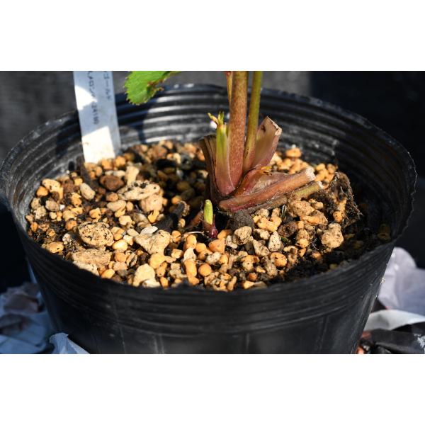 クリスマスローズ開花株 DD多弁系メロンゴールド 239 現品限り : 金井