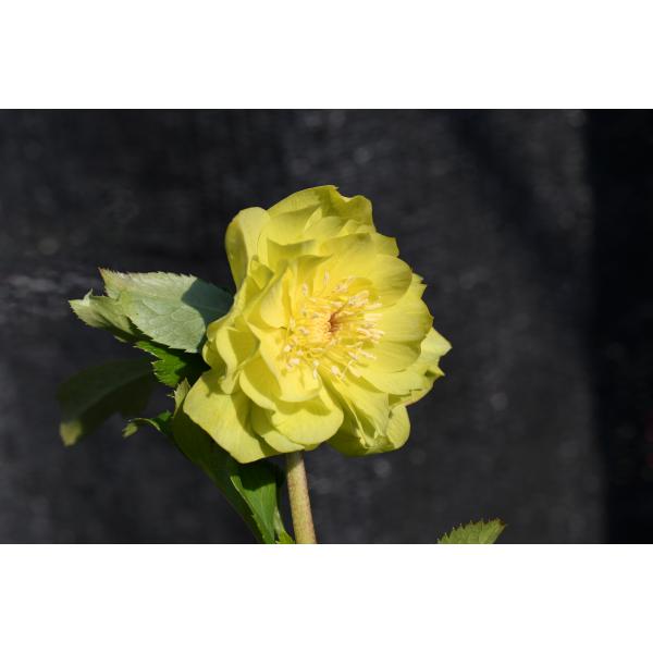 クリスマスローズ開花株 DD多弁系メロンゴールド 239 現品限り : 金井