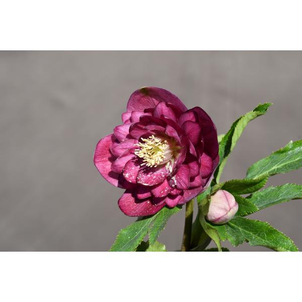 クリスマスローズ開花株 DDグロッシーカラー☆多弁系グロスサイレント