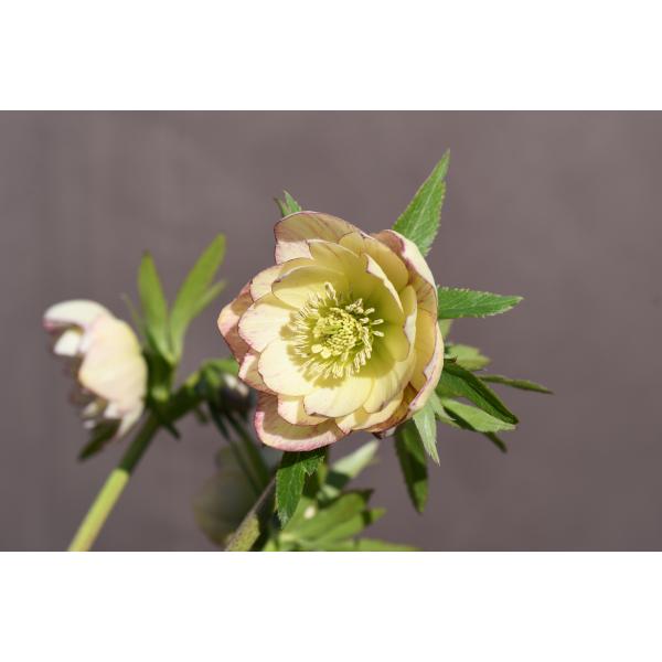 クリスマスローズ開花株 DDイエローエンジェル 253 現品限り : 金井