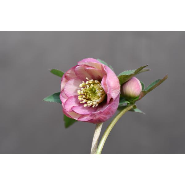 クリスマスローズ開花株 DD毬姫ピンクアプリコットフラッシュ 163 現品