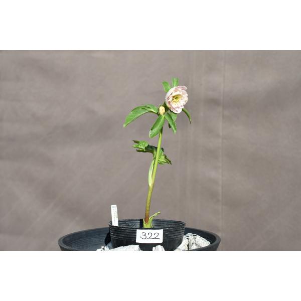 クリスマスローズ開花株 DDソフトグラデーション 322 現品限り : 金井