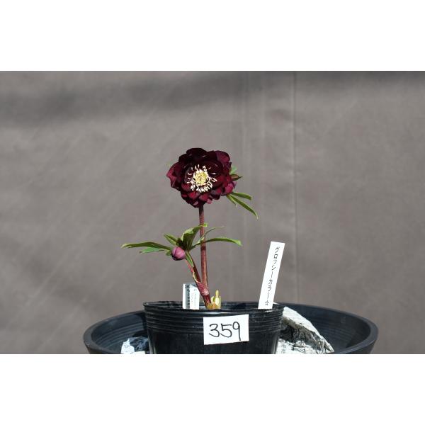 クリスマスローズ開花株 キラメキ寄りのDDグロッシー☆赤蕊ディープ