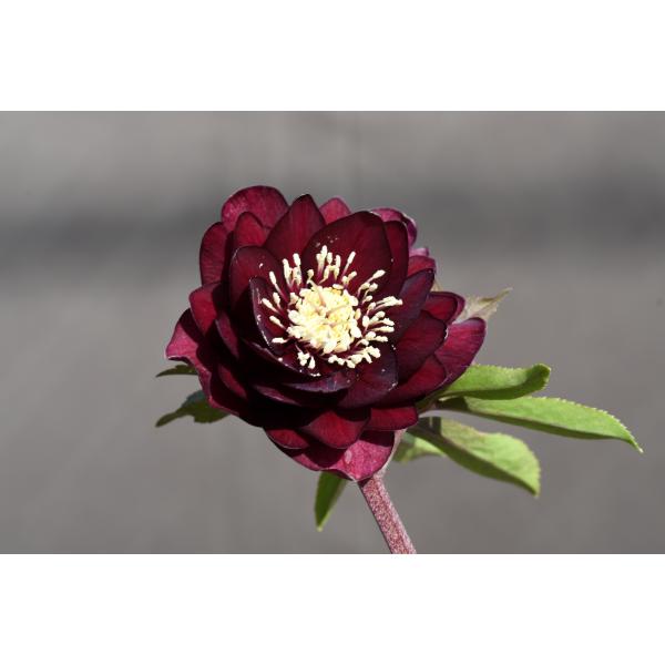 クリスマスローズ開花株 キラメキ寄りのDDグロッシー☆赤蕊ディープ