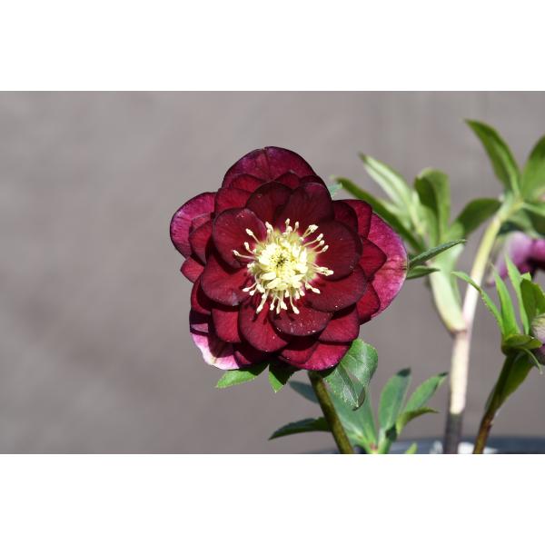 クリスマスローズ開花株 DDグロッシーカラー☆グロスレッド 360 現品