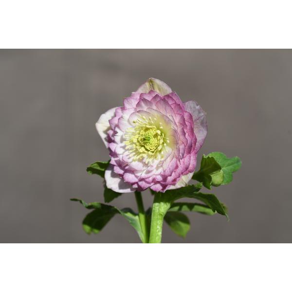 クリスマスローズ開花株 DDピンクグラデーションリトルアフロディーテ