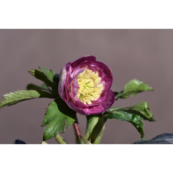 クリスマスローズ開花株 DDリバーシブル毬姫 256 現品限り : 金井園芸