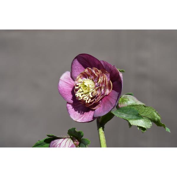 クリスマスローズ開花株 SDアンティークモーリー 273 現品限り : 金井