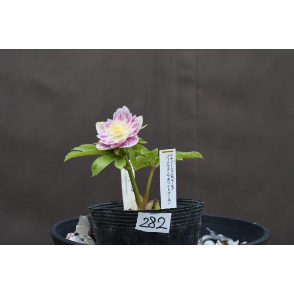 クリスマスローズ開花株 DDプリマヴェーラホワイトゴールド 282 現品