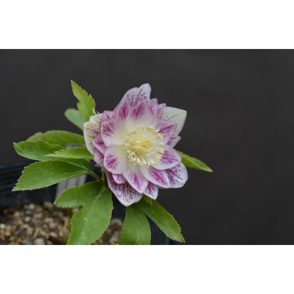 クリスマスローズ開花株 DDプリマヴェーラホワイトゴールド 282 現品