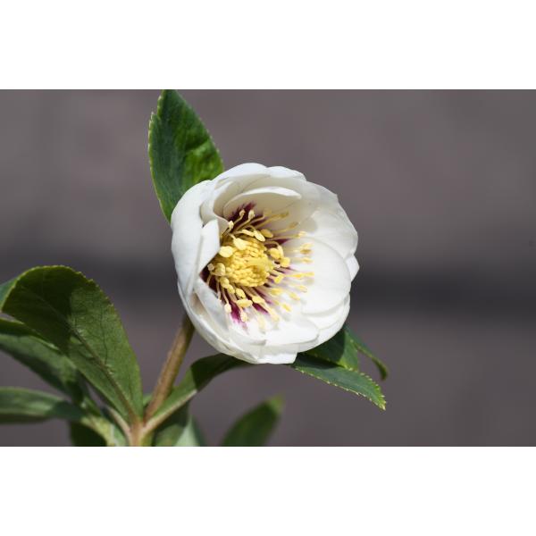 クリスマスローズ開花株 DD毬姫ホワイトゴールドフラッシュ 644 現品