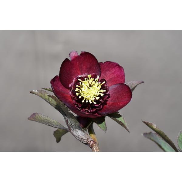 クリスマスローズ開花株 SDグロッシーカラー☆グロスディープレッド