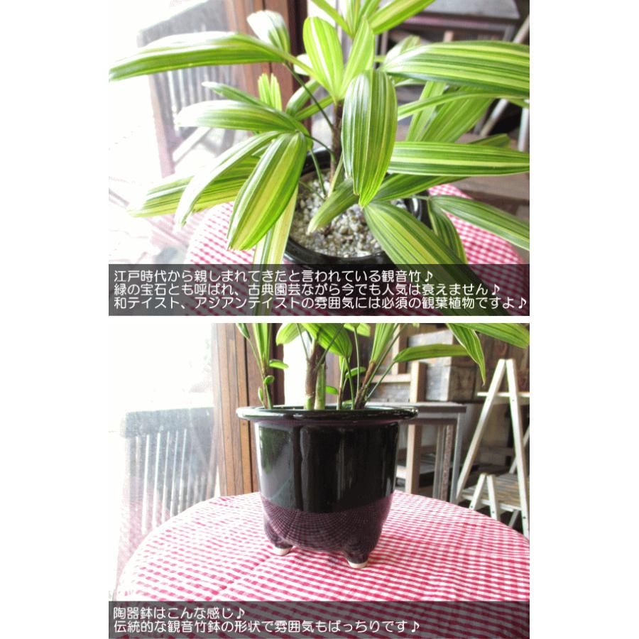 観音竹 綾錦 カンノンチク アヤニシキ 陶器鉢植え 薫る花 観葉植物