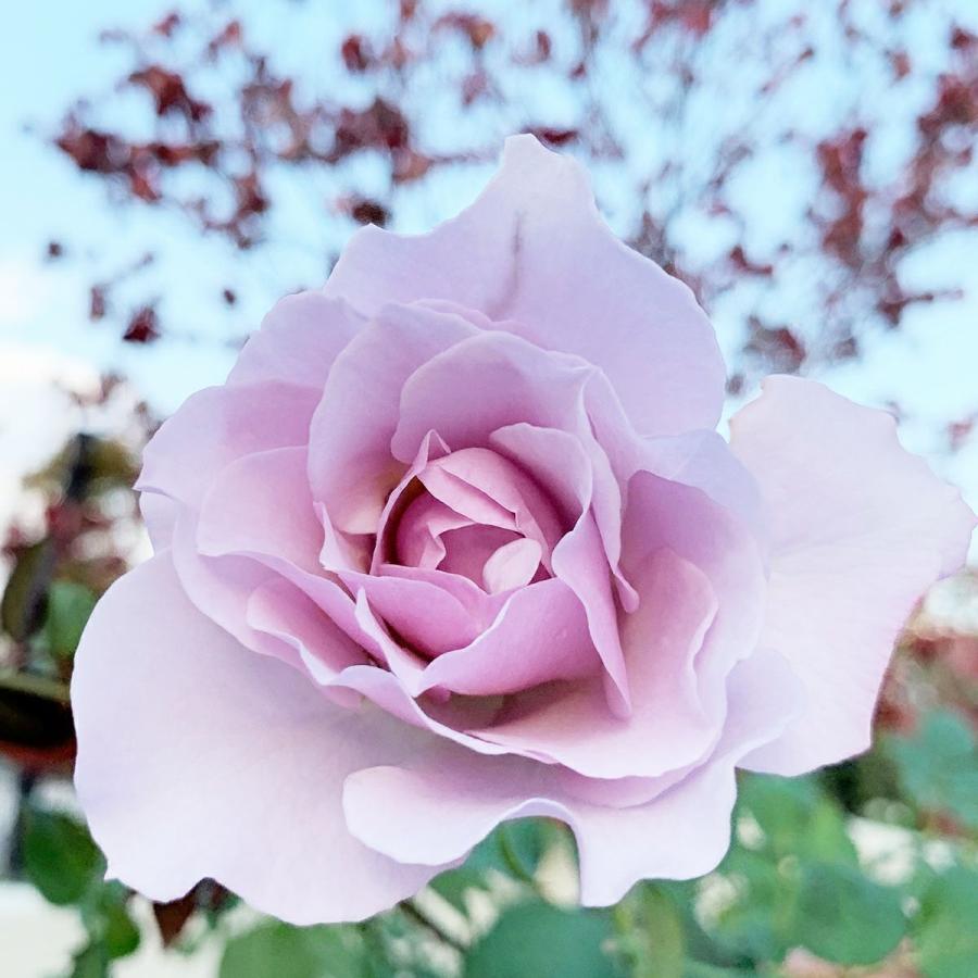 バラ [ シルフィシルフィ ] 秋苗 大苗 ピンク系 四季咲 京阪園芸 F&G