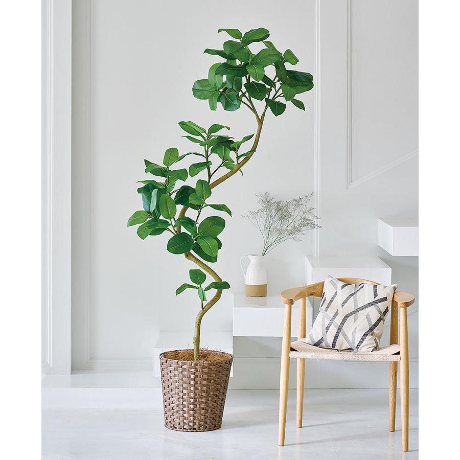 フィカス エルメス 植物 インテリア フィカス エルメス 植物 インテリア