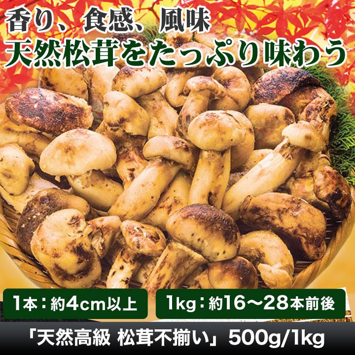 マツタケ まつたけ 天然 快適生活 天然高級 松茸不揃い 500g 土瓶蒸し