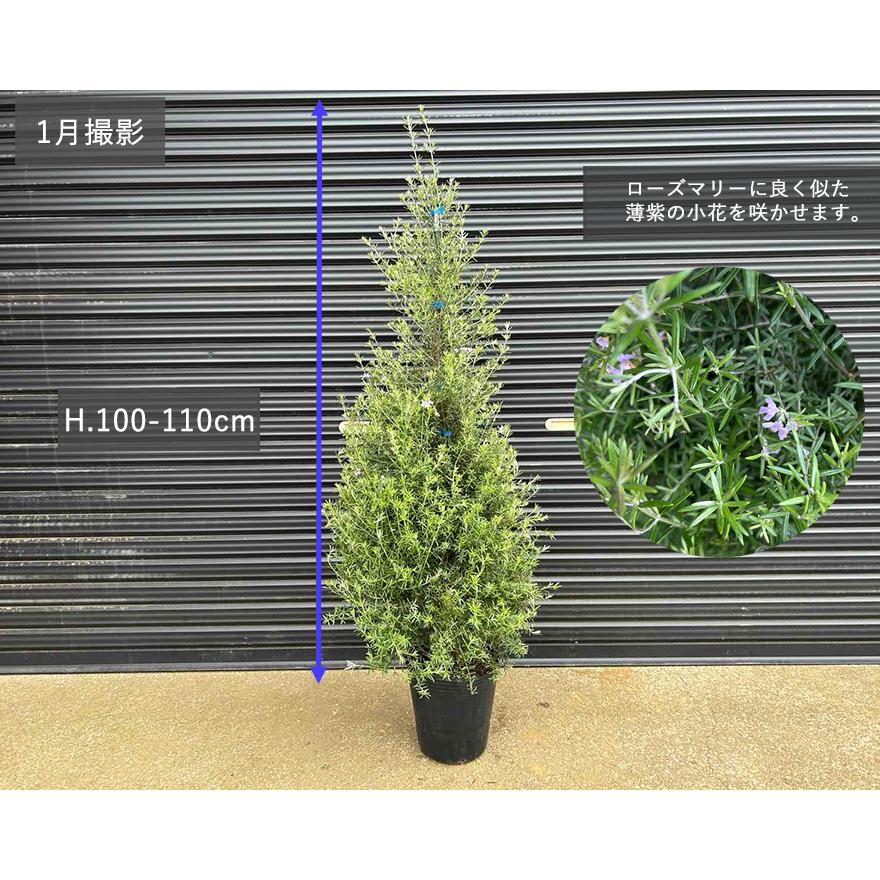 ウエストリンギア ツリー仕立て 紫花 植栽 オーストラリアンローズ