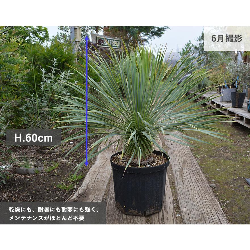 現品発送】ユッカ ロストラータ 常緑 観葉植物 耐寒性 ドライガーデン