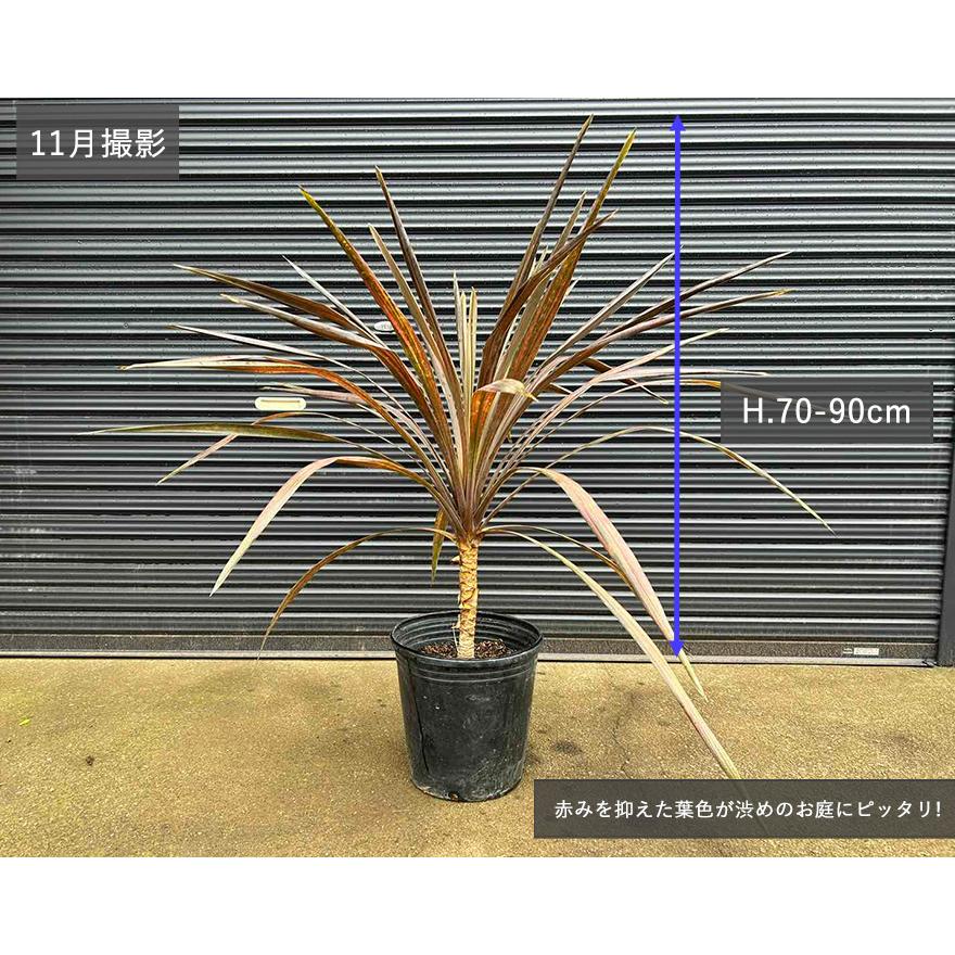 コルジリネ コーヒークラシック カラーリーフ Cordyline 'coffee