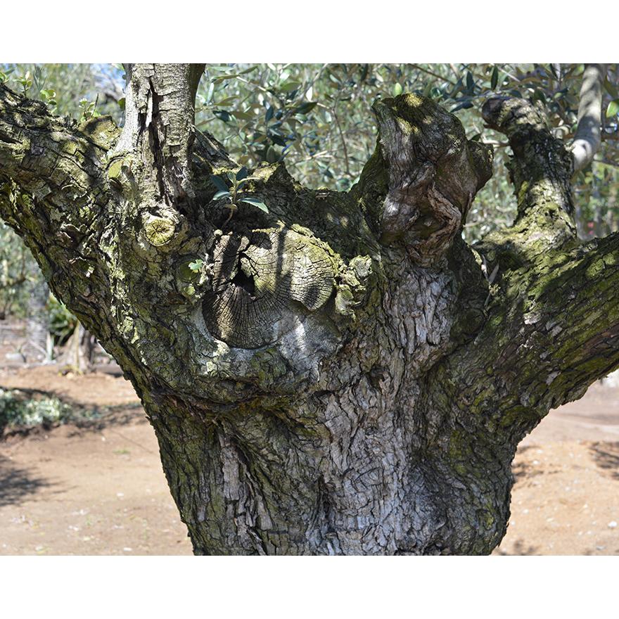 スペインオリーブ 古木 M 約300cm 直輸 地植え 丈夫 現品 植木