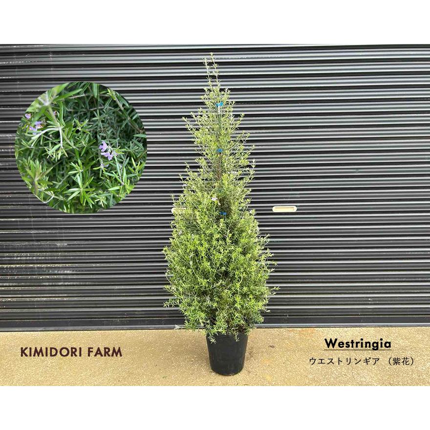 ウエストリンギア ツリー仕立て 紫花 植栽 オーストラリアンローズ