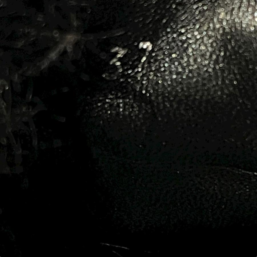 miu miu（ミュウミュウ） ミュール 5XX535 ブラック サイズ：37