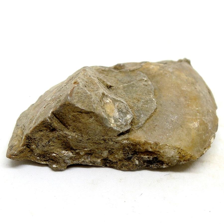 北海道産 アンモナイト化石 ハウエリセラス化石 標本 国産 日本産