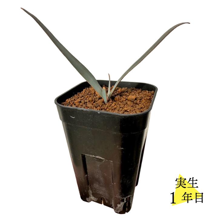 送料無料 奇想天外 ウェルウィッチア・ミラビリス 実生1年目 3号ロング
