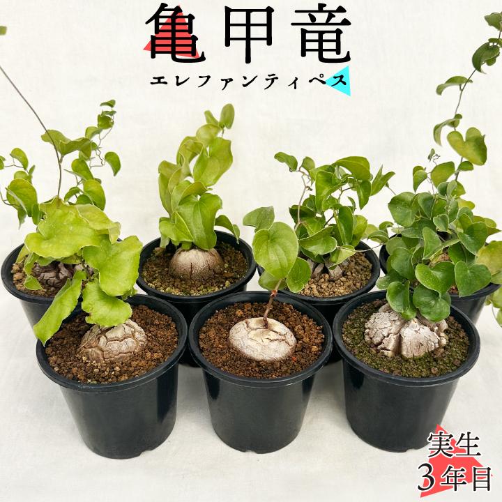送料無料 亀甲竜 ディオスコレア・エレファンティペス 実生3年目3号