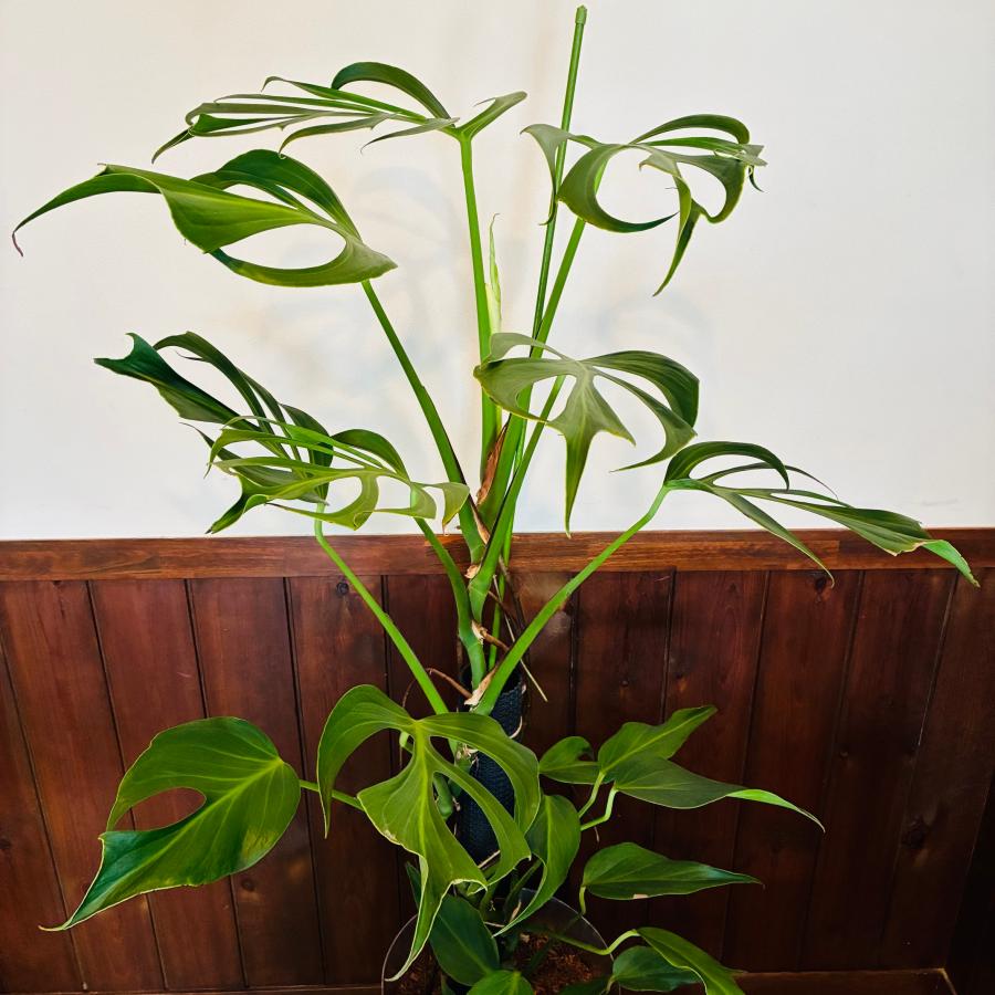 送料無料 モンステラ バールマルクスフレーム 150cm 8号 ブリキ鉢 白