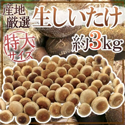 特大 ジャンボ生しいたけ” 約3kg 産地厳選【予約 入荷次第発送】 送料