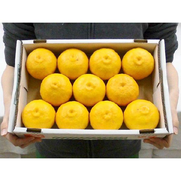 高知産 ”ゆず” 秀品 8〜15玉 約1.5kg【予約 11月下旬以降】 送料無料