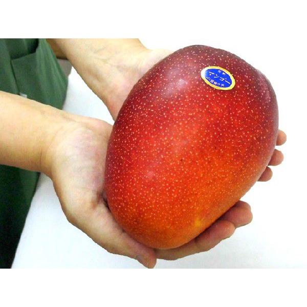 宮崎完熟マンゴー” 秀品 5Lサイズ 1玉 約650g以上 化粧箱 宮崎マンゴー