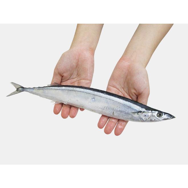 2025年新物！北海道産 ”塩さんま” 7〜9尾前後 約1kg サンマ 秋刀魚
