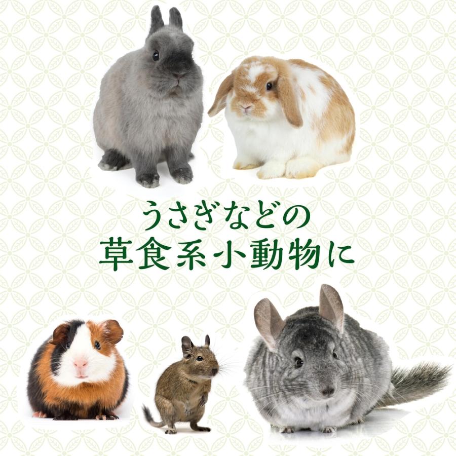 GEX（ジェックス） 旬牧草 イタリアンライグラス40g うさぎ モルモット