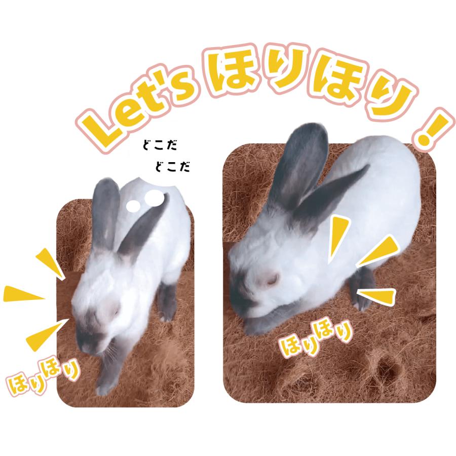 カワイ 情熱ほりほり ココナッツランド うさぎ モルモット チンチラ