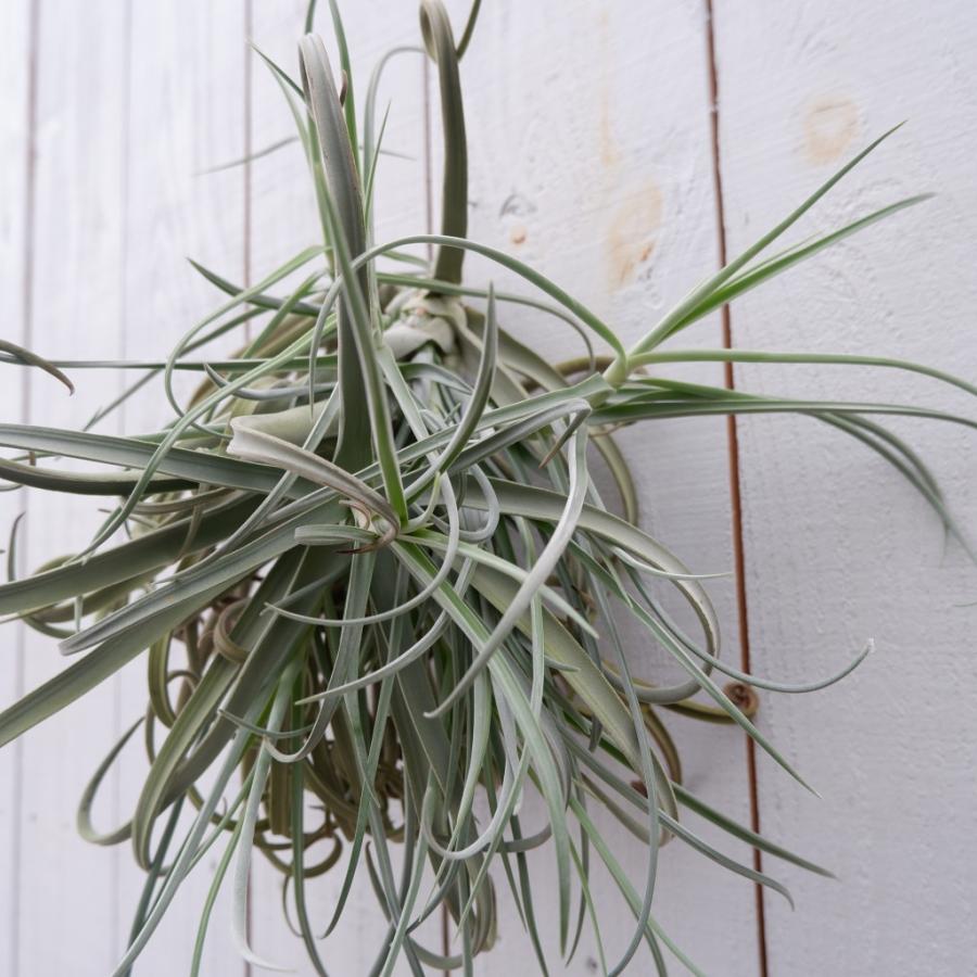 エアプランツ ティランジア チランジア・ドゥラティー 現品 室内 育て