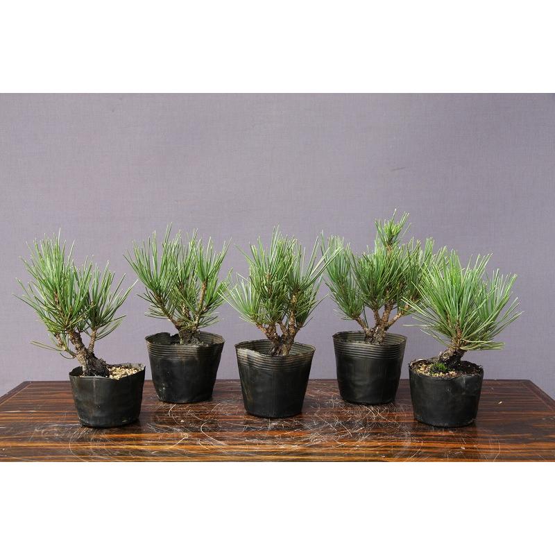 株）一樹園 夢錦松5本セット 小品盆栽／樹齢6年 : 一樹園 - 通販