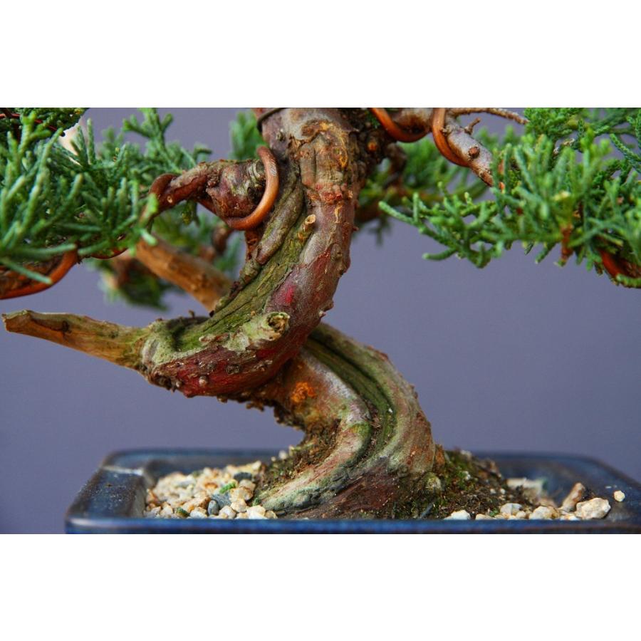 株）一樹園 糸魚川真柏 小品盆栽／樹齢15年 : 一樹園 - 通販 - Yahoo