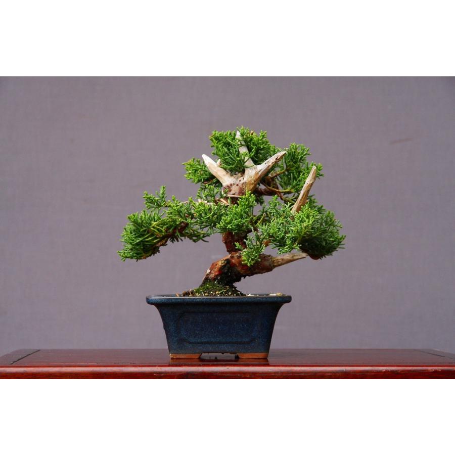 株）一樹園 糸魚川真柏 小品盆栽／樹齢15年 : 一樹園 - 通販 - Yahoo