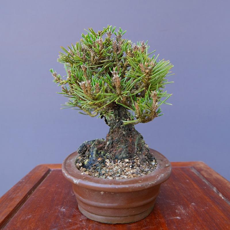 株）一樹園 千寿姫【新品種】 小品盆栽／樹齢20年 : 一樹園 - 通販