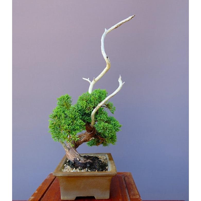 株）一樹園 黒松 中品盆栽／樹齢20年 : 一樹園 - 通販 - Yahoo