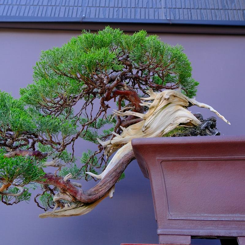 株）一樹園 山採り真柏（山秋鉢） 中品盆栽／樹齢100年 : 一樹園