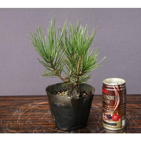 株）一樹園 夢錦松5本セット 小品盆栽／樹齢6年 : 一樹園 - 通販