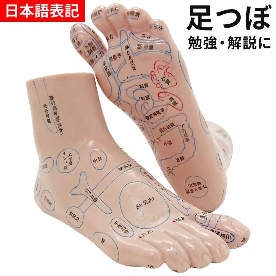 足つぼ 模型 足裏 反射区 日本語 足つぼマッサージグッズ マッサージ