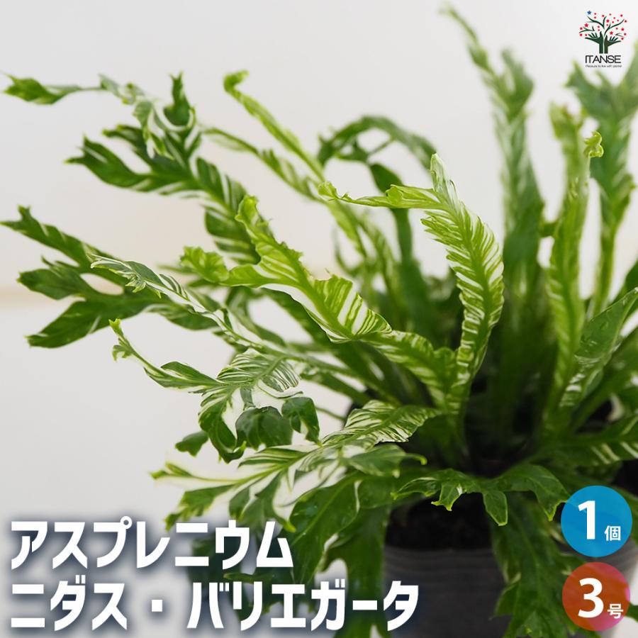 アスプレニウム ニダス バリエガータ 観葉植物 3号/1個売り シマオオ