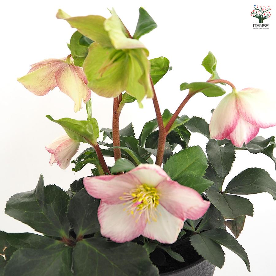 クリスマスローズ 氷の薔薇ピコティ 花苗 5号/1個売り クリスマス