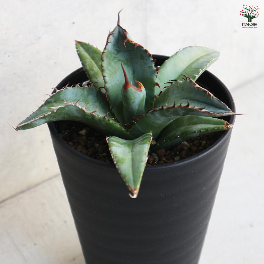 ITANSE アガベ チタノタ・ブルー 多肉植物 3.5号鉢/1個売り リビング