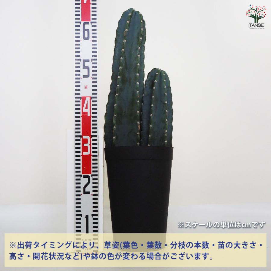 柱サボテン 2本植え 多肉植物 7号鉢/1個売り 観葉植物 鬼面角 鬼面閣