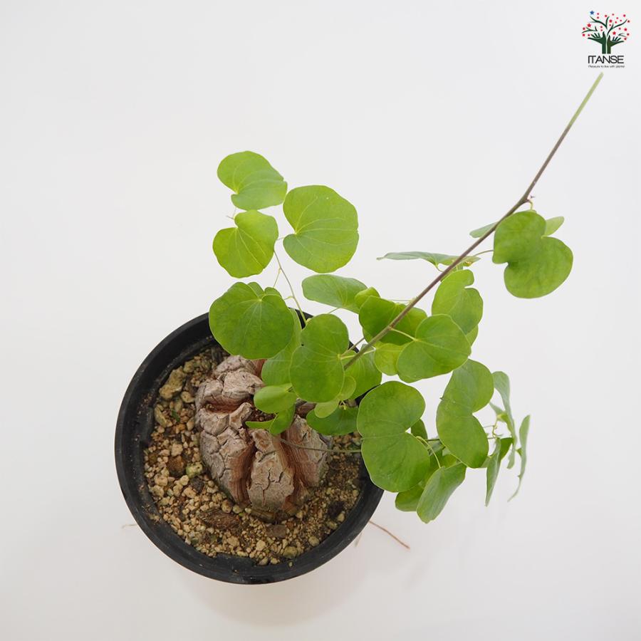 亀甲竜(きっこうりゅう) 多肉植物 5号/1個売り ディオスコレア